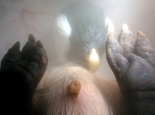 Illustration for article titled Rare In Utero Images Glimpse Animals Inside the Womb